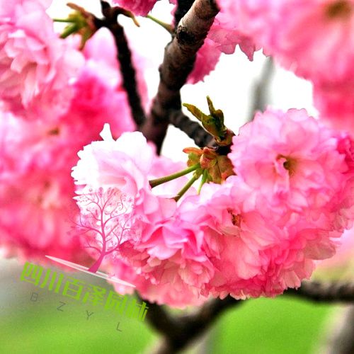 櫻花樹圖片